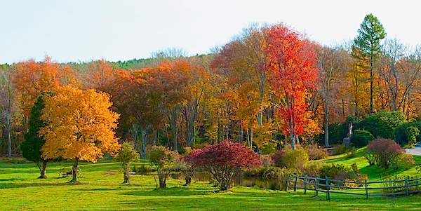 Foliage Pinehills Plymouth MA